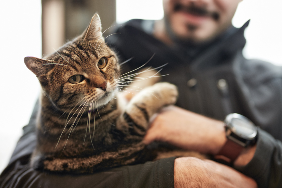 Ofenbau Voppichler – pelziger Mitarbeiter und beliebtes Teammitglied im Betrieb der Ofenbauer.